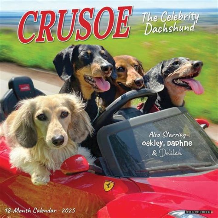 Crusoe The Celebrity Dachshund Net Worth, Age, Height, Bio, Birthday, Wiki!