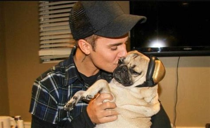 Doug The Pug Net Worth, Age, Height, Bio, Birthday, Wiki!